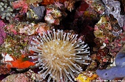 Sarcophyton glaucum-Maldives Bathalaa thila-27m-20240423-da-DSC_6020_tn